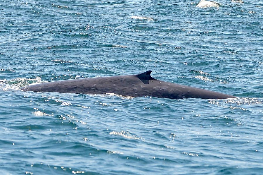 Blue Whales Are Going To Be Here Soon! | Aquarium Blog | Aquarium of ...