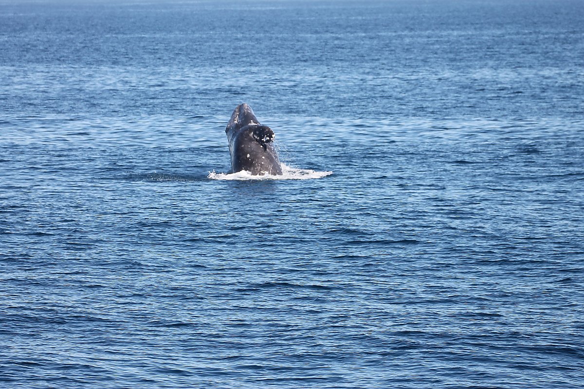 A breaching gray whale