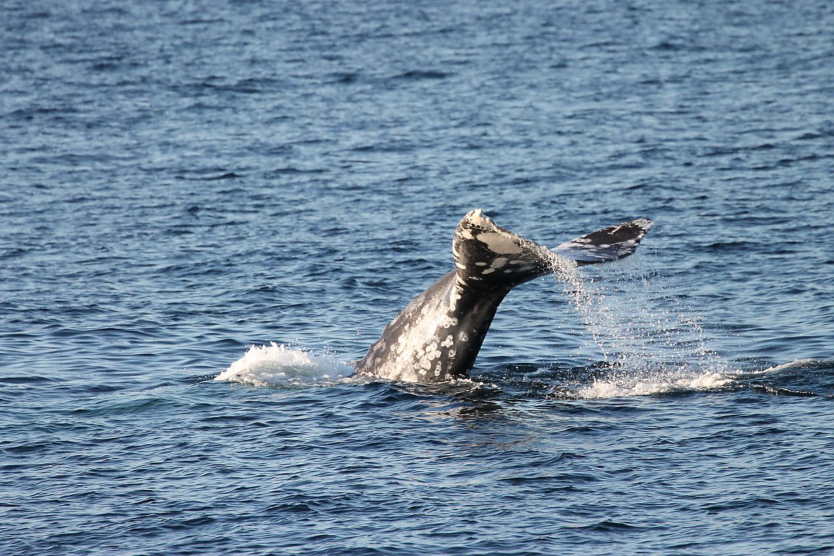 A fluking gray whale