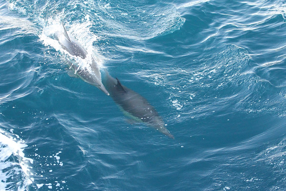 Common dolphins riding the waves
