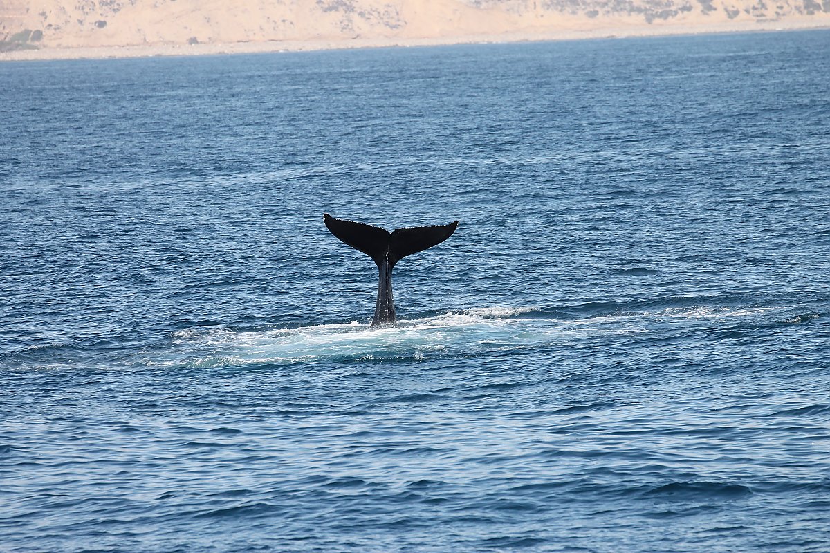 A humpback whale taking a dive