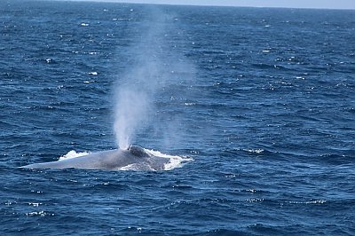 Blue whale blow and blowholes - thumbnail