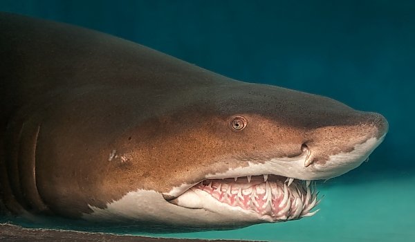 Sand tiger shark close up