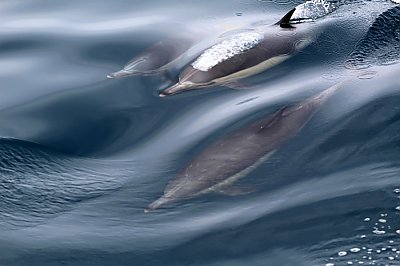 Common dolphins just below the surface of the water - thumbnail