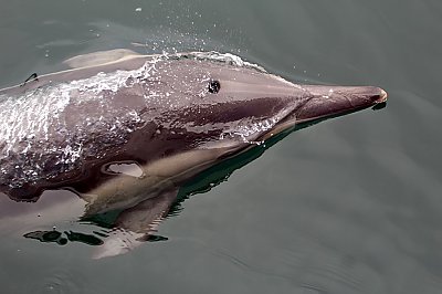 Looking down at the melon of a common dolphin