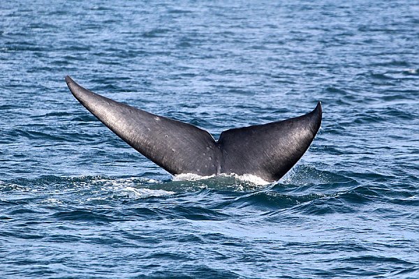Blue whale fluke