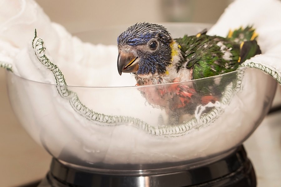 Lorikeet chick on white cloth
