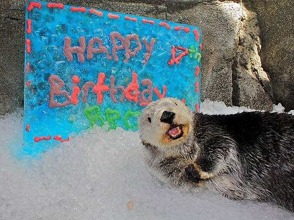 Brook the sea otter birthday