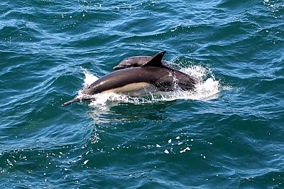 Common dolphin cow/calf pair jumping out of the water - thumbnail