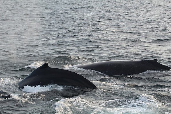 2 humpback whales at surface