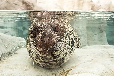 Seal underwater - thumbnail