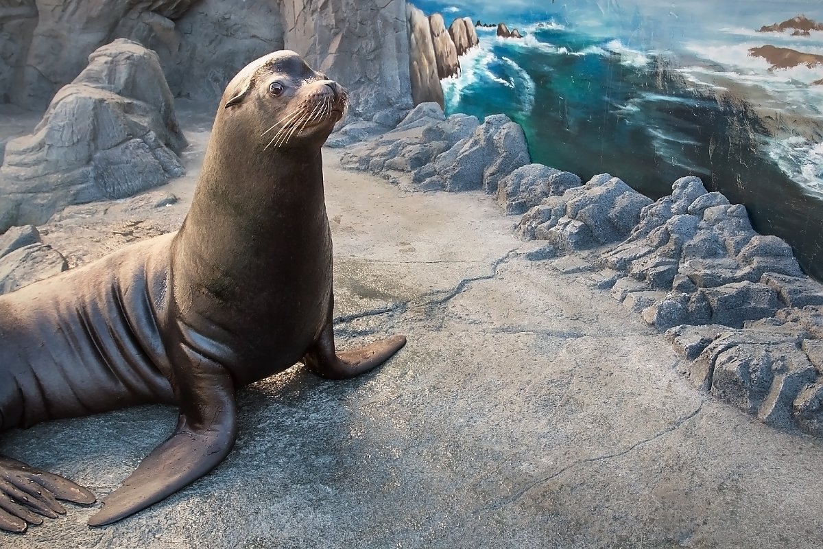 Seals — Science Learning Hub