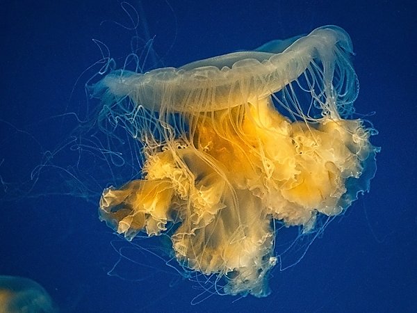 Jelly floating in water