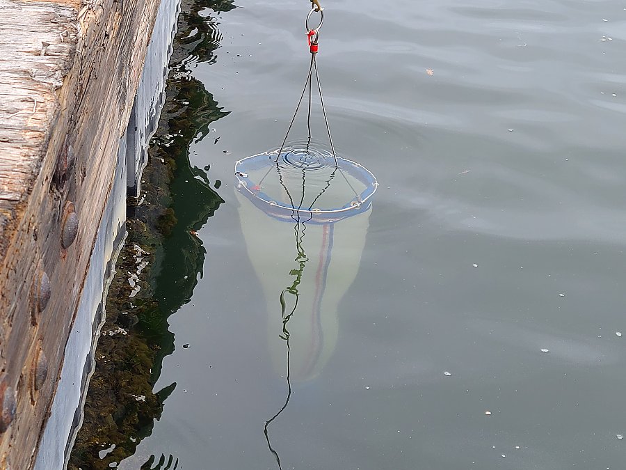 plankton net lowered into water off a dock