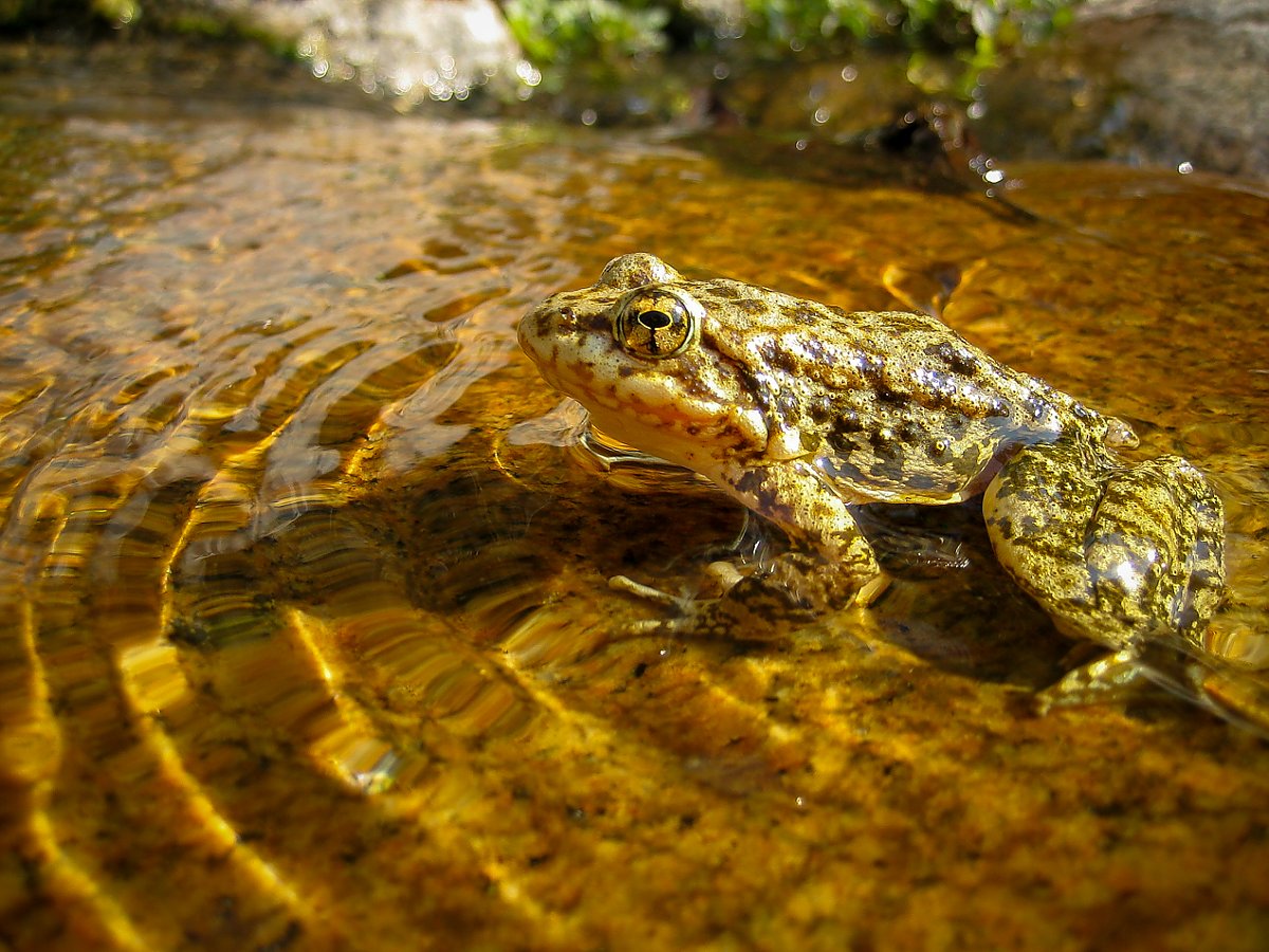 Closeup of adult mountain yellow-legged frog in pond