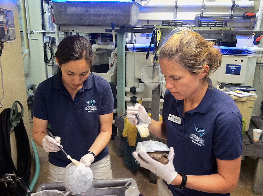 Aquarium staff cleaning shells
