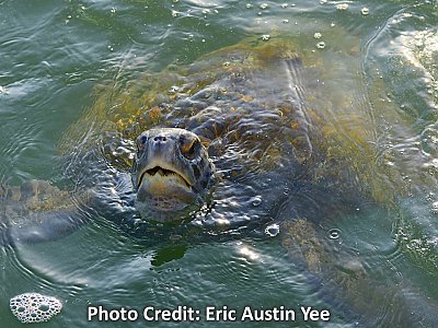 Sea turtle with head coming out of the water - thumbnail