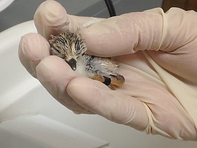 Gloved hand holding piping plover - thumbnail