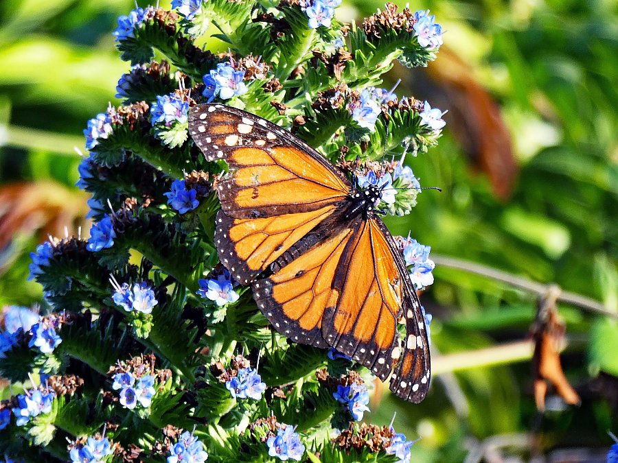 Monarch butterfly rests on vegetation
