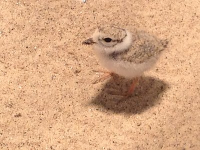 Piping plover chick - thumbnail
