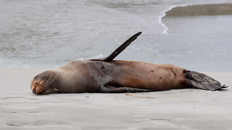 sealion.png
