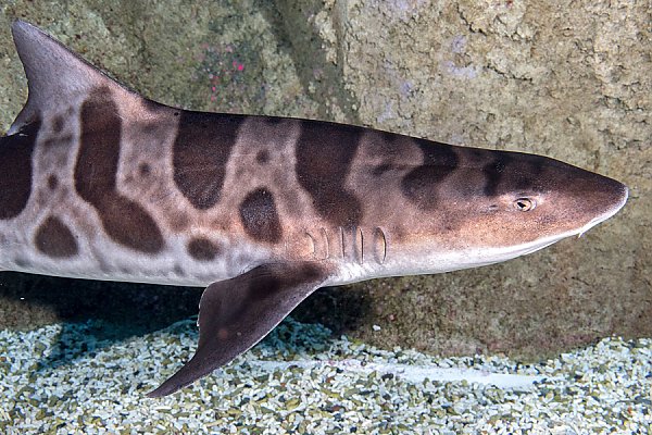 Leopard shark closeup view
