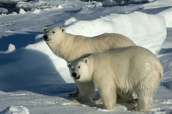 Archived: Arctic Animals | Events | Aquarium of the Pacific