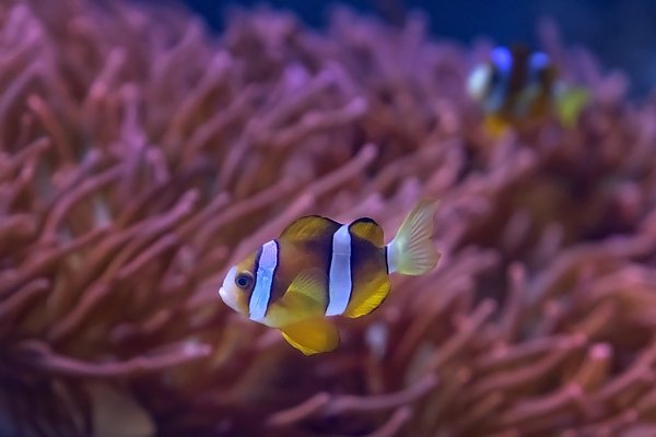Clown fish swimming near anemone