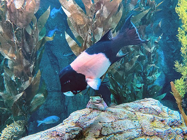 sheephead