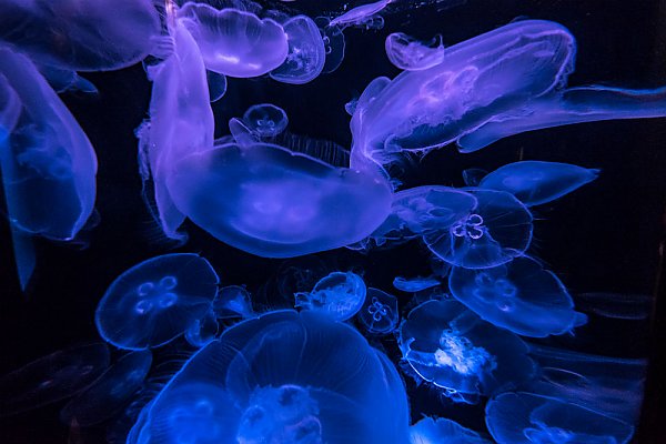 Moon jellies float on a black background
