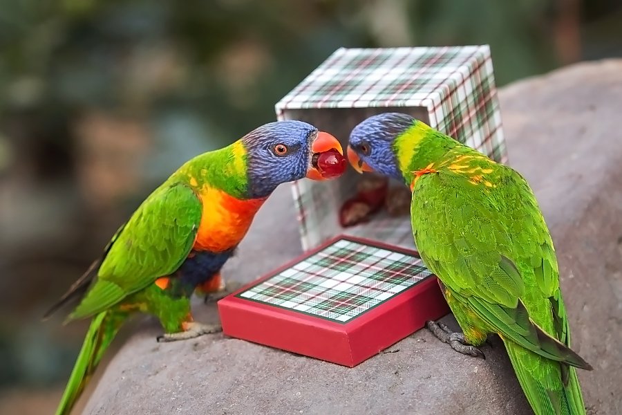 two lorikeets share a cranberry