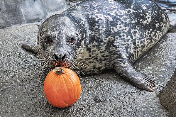 Troy the harbor seal with an orange pumpkin