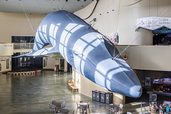 Life-size blue whale statue hangs from the ceiling of a large hall outfitted with tables, chairs, and a lot of open space. Morning light casts shadows on the model and in the background you can see a large acrylic window to an tank.