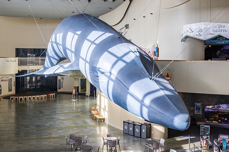 Life-size blue whale statue hangs from the ceiling of a large hall outfitted with tables, chairs, and a lot of open space. Morning light casts shadows on the model and in the background you can see a large acrylic window to an tank.