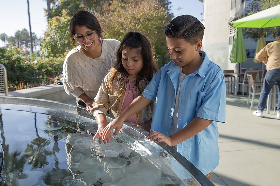 a boy and a girl gently reach to touch the moon jellies in an outdoor exhibit as their mother looks on