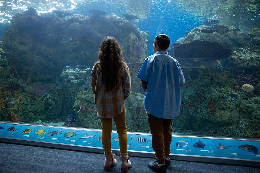 A girl and a boy look at tropical tunnel exhibit