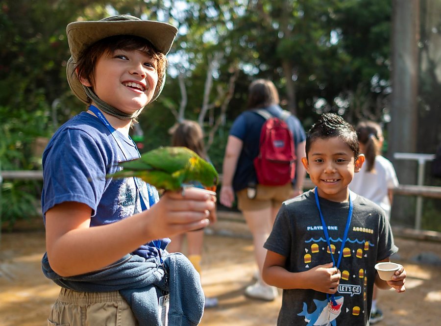 Two young campers feeding lorikeets in the aviary