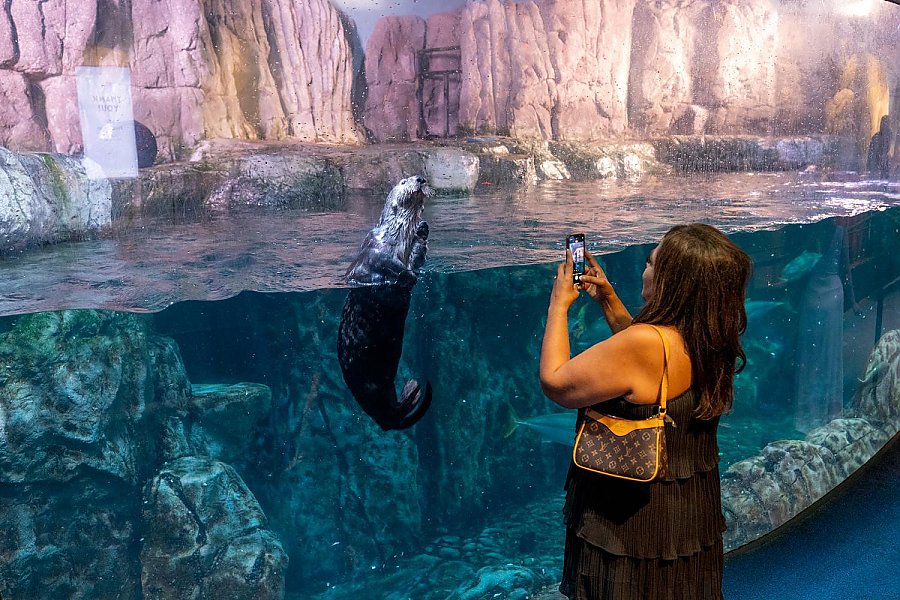 woman take a photo with her phone of a curious sea otter on exhibit