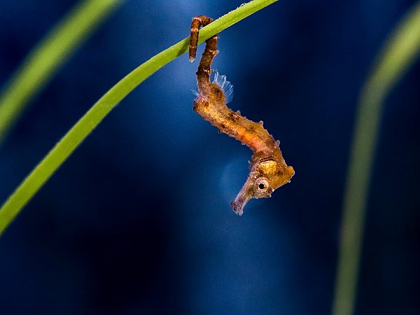 tiny sea horse hanging on to grass with tail