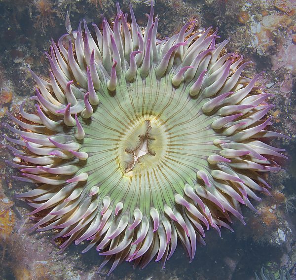aggregating anemone