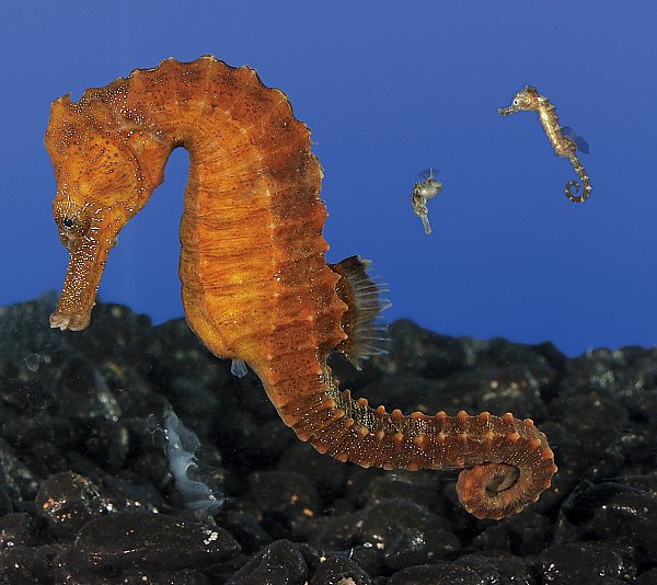 Sea horse father with two floating sea horse babies