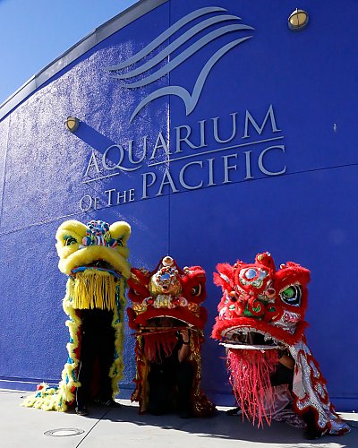 Autumn Festival lion dancers in front of Aquarium