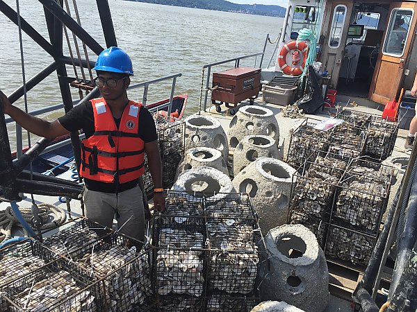 Oyster gabions