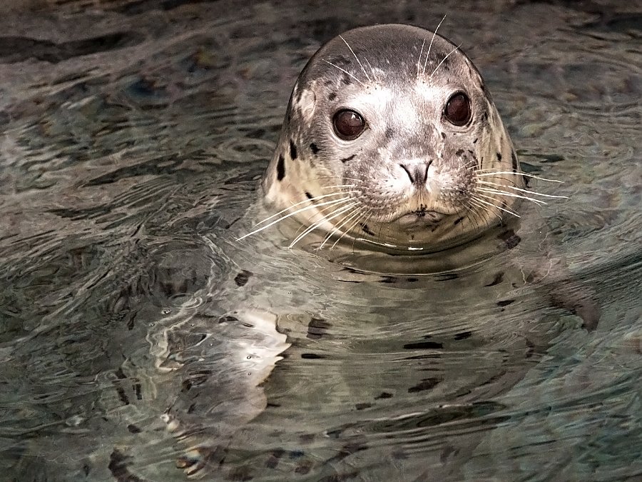 Kaya, baby seal peaks head out of water
