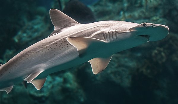 bonnethead shark swims