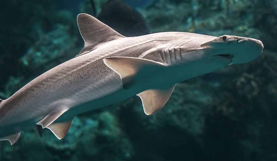 bonnethead shark swims