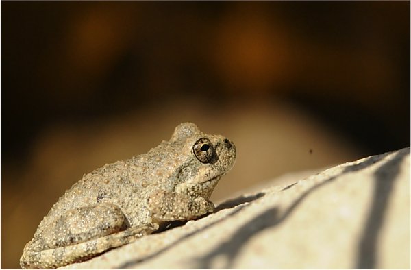 California tree frog