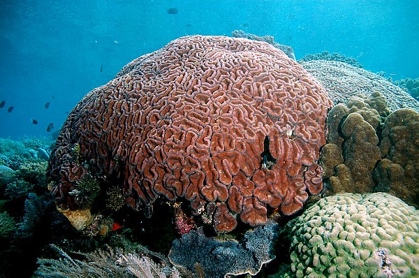 coral in the ocean