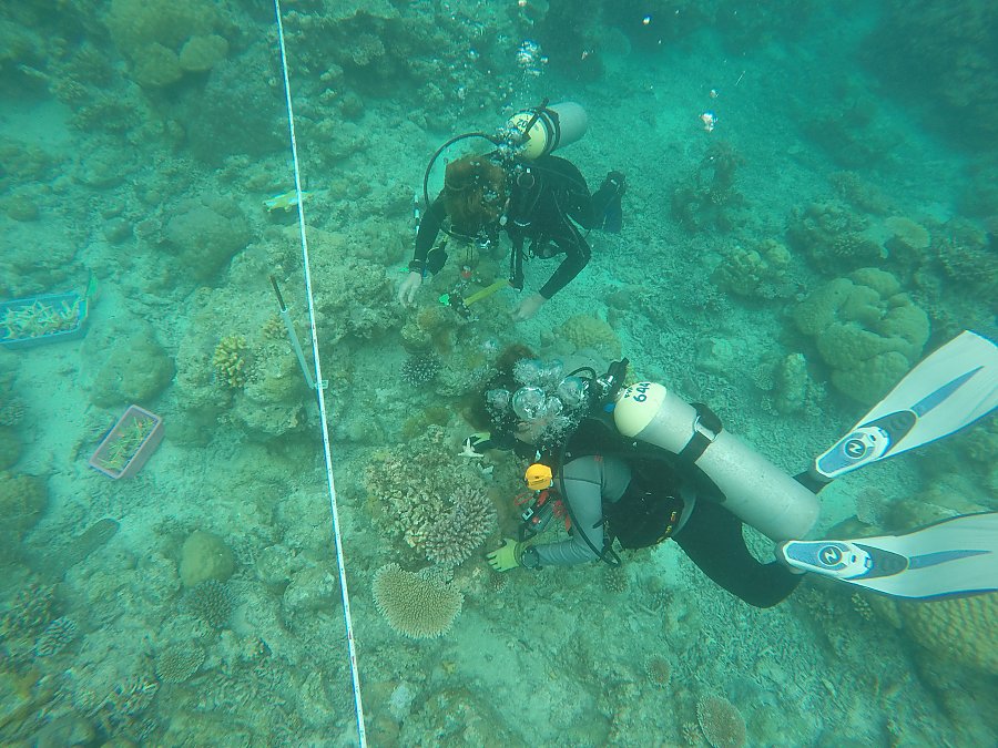 SECORE Divers
