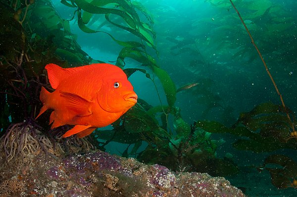 Orange Garibaldi fish in a kelp forest
